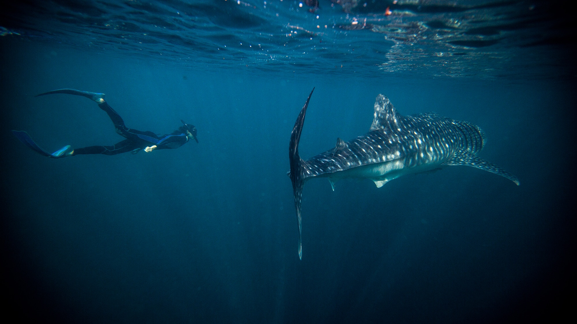 Swimming with whale sharks in Djibouti, photography by Beatrice Colombo Serri